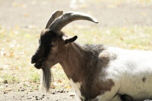 Bard e busca conversacional