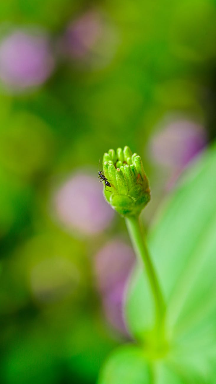 Macro shot of an ant exploring a green flower bud against a vibrant blurred background.