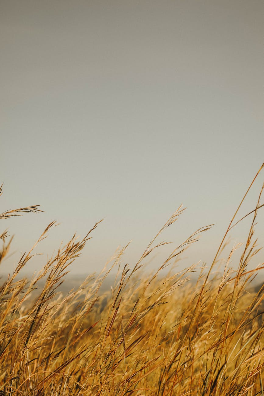 Serene scene of golden grass swaying under a cloudy sky in Moeda, MG, Brazil. Perfect for nature lovers.