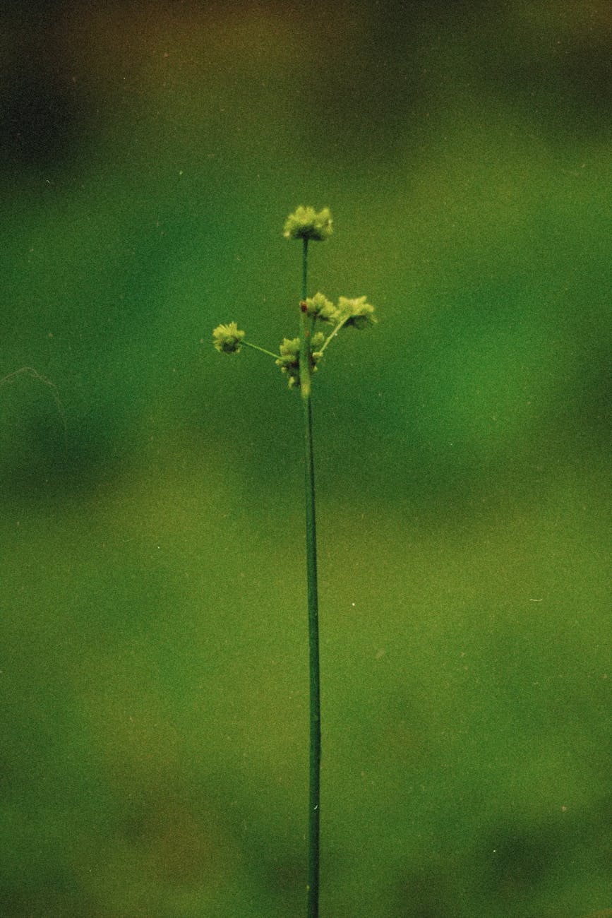A serene close-up of a wildflower against a blurred green background in Breves, Brazil.