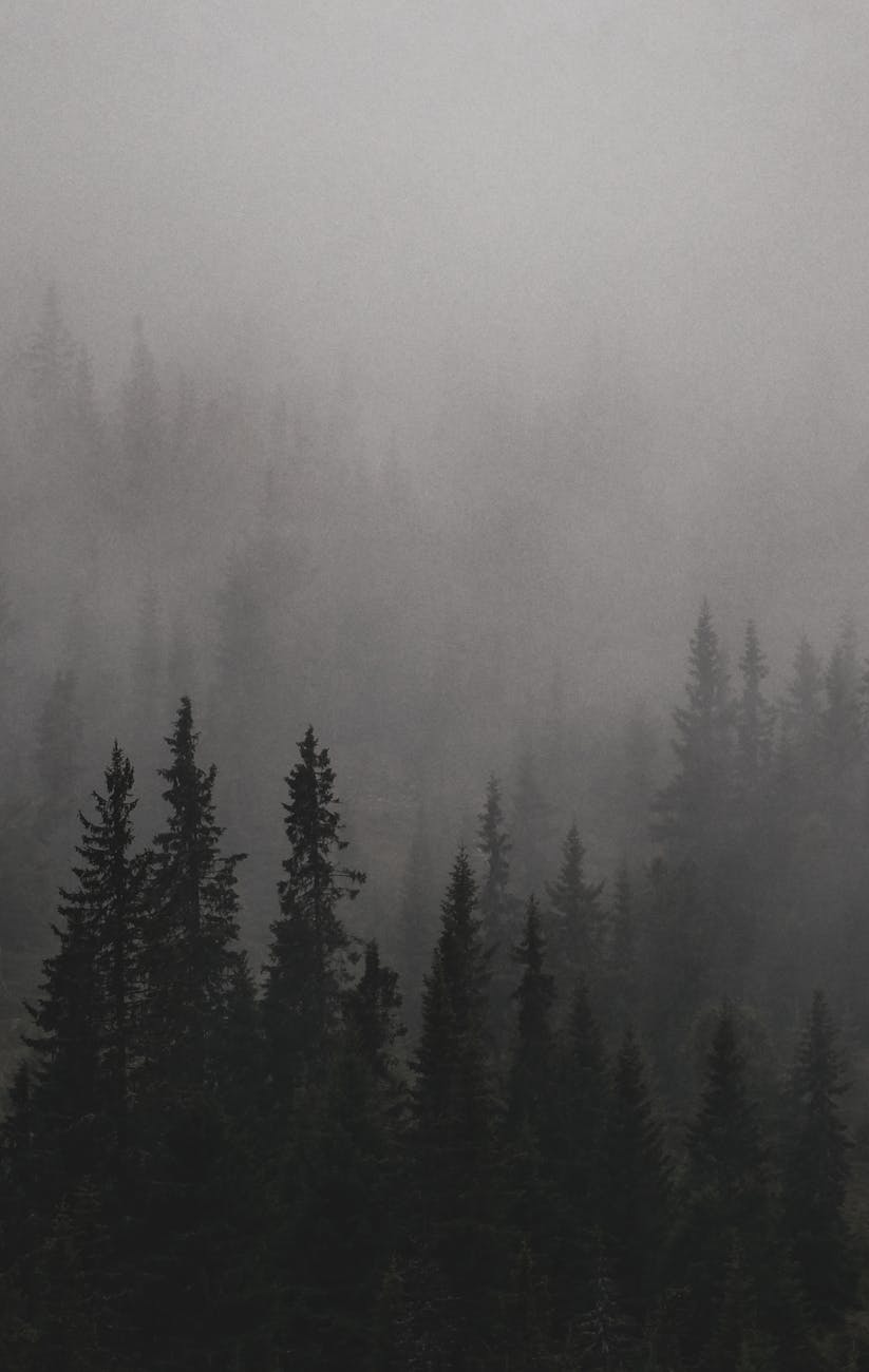 A serene misty forest with evergreen trees shrouded in winter fog, creating a mystical landscape.