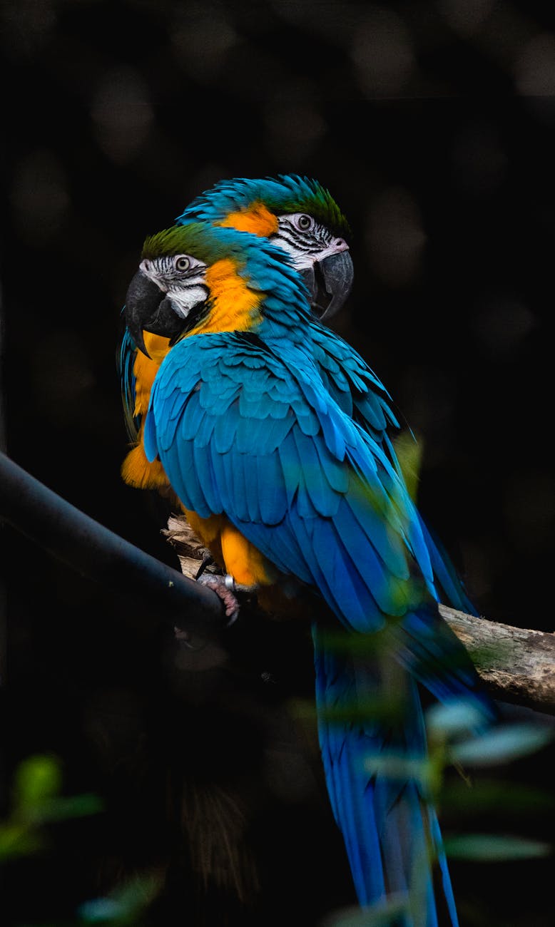 A pair of colorful Blue-and-Yellow Macaws perched on a branch, showcasing vivid plumage.