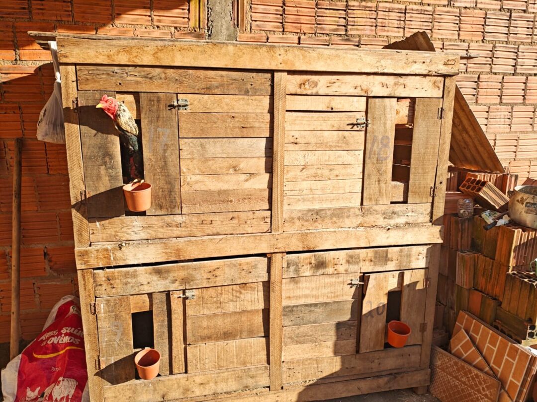 Desmantelada Rinha de Galos em Rio Claro: 24 Aves Resgatadas