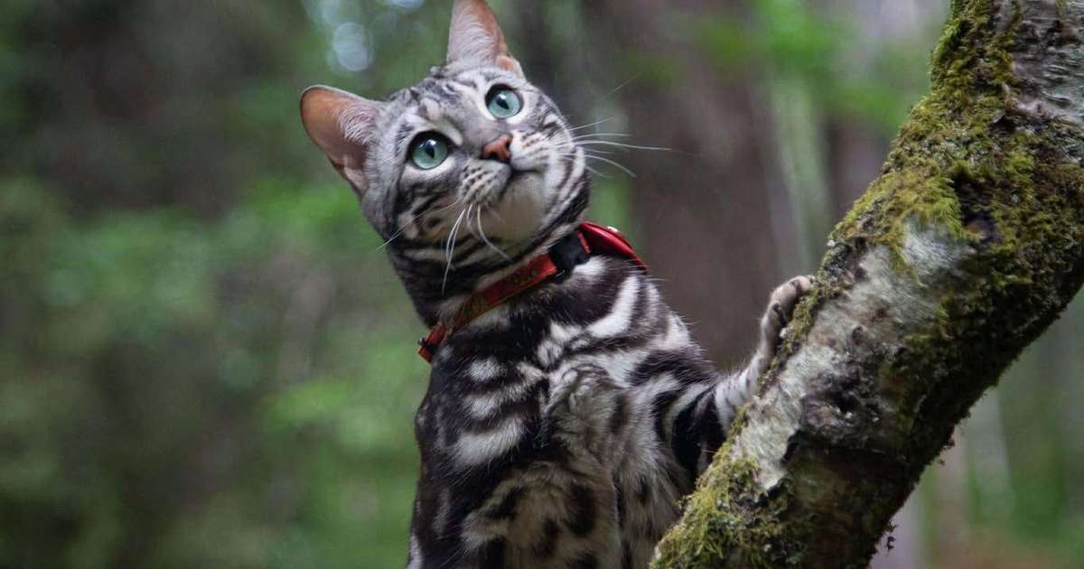 Gatos Passeadores: Capricho dos Tutores ou Verdadeira Paixão?