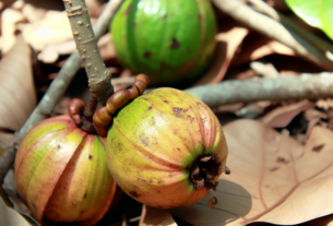 Cupuaçu pode aumentar sua energia de forma natural