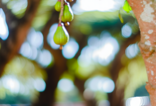 Jabuticaba pode ter um efeito inesperado no envelhecimento
