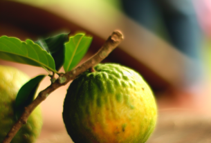 Seriguela pode ajudar seu corpo de forma surpreendente